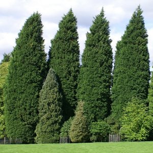 Cyprusovec leylandský (Cupressocyparis leylandii), výška 350-400 cm, kont. C70L, (-18°C)